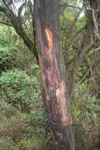 Prunus africana trunk on Mount Cameroon with bark harvested for medicine