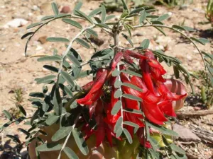 Chapter 1: Lessertia frutescens, a cancer bush near Barrydale