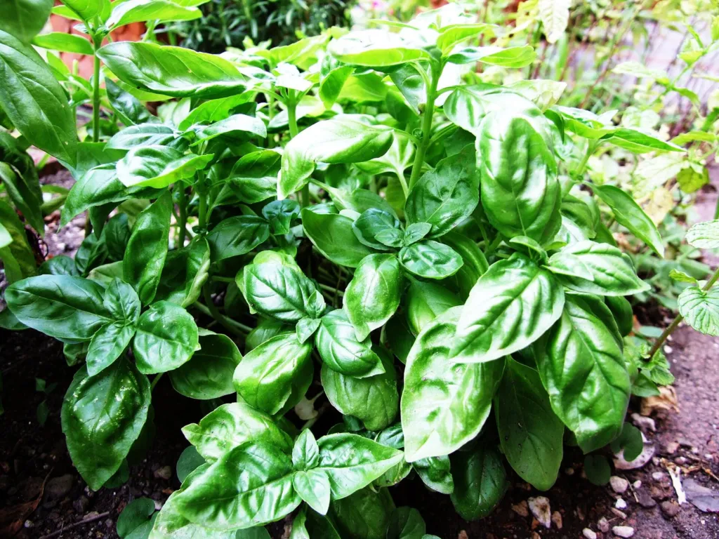 Bright green sweet basil plants