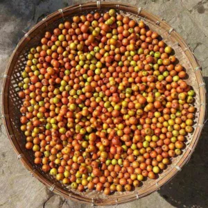 Chapter 9, the transfer problem: a basket of fresh jujube fruits