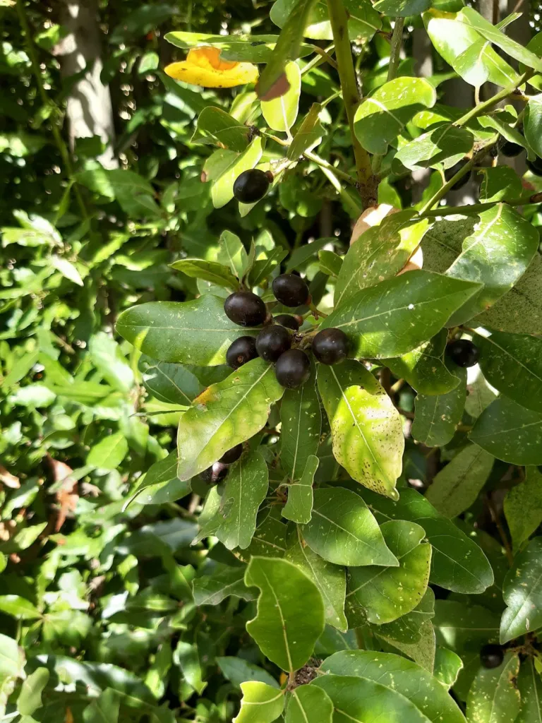 Laurel branch with glossy leaves and black berries