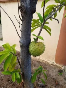 Soursop fruit held in a hand in Benin west Africa