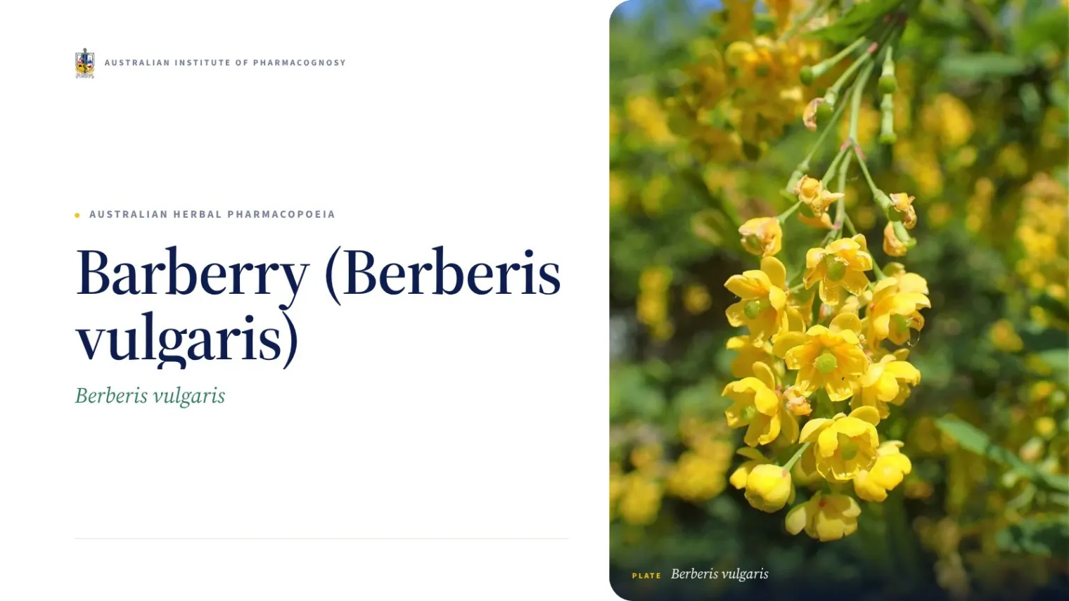 Barberry (Berberis vulgaris) - Australian Institute of Pharmacognosy