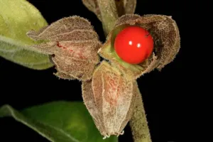 Ripe red Withania somnifera berry partly exposed from its papery calyx
