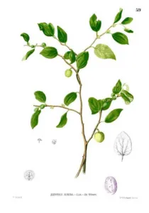 An engraved botanical plate of Zizyphus jujuba from Blanco's Flora de Filipinas