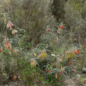 Chapter 8: Lessertia frutescens, a flowering shrub