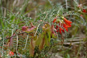 Chapter 4: Lessertia frutescens, the plant in fynbos
