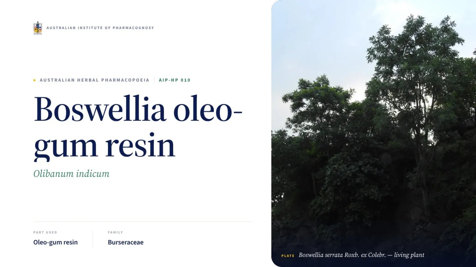 Boswellia oleo-gum resin — Australian Institute of Pharmacognosy