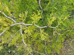 A flexuose jujube branch showing leaves arranged along a zigzagging stem