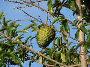 A single large green soursop fruit hanging on a branch against a blue sky