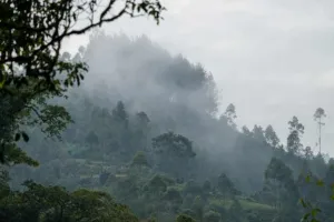 Mist rising from Bwindi Impenetrable Forest National Park Uganda