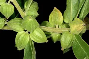 Withania somnifera developing fruits enclosed in green inflated calyces