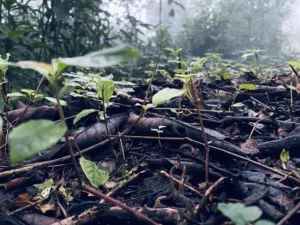 Forest floor of Mount Cameroon National Park with decaying organic matter and new growth