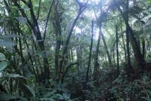 Tropical rainforest canopy on Mount Cameroon national park