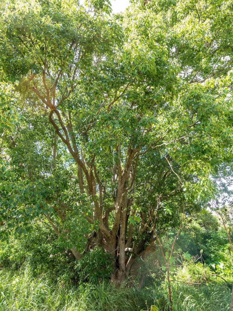 Camphor laurel tree in a Brisbane park