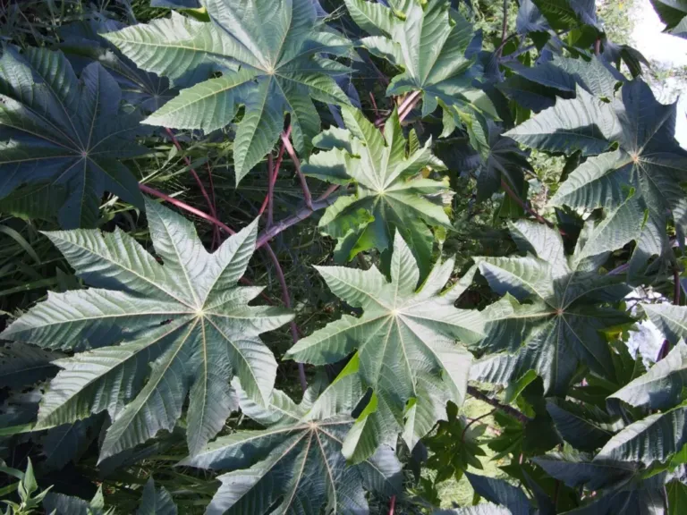 A castor oil plant growing as a roadside weed near Townsville, Queensland