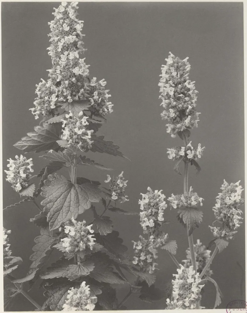 Early photograph of flowering catnip stems