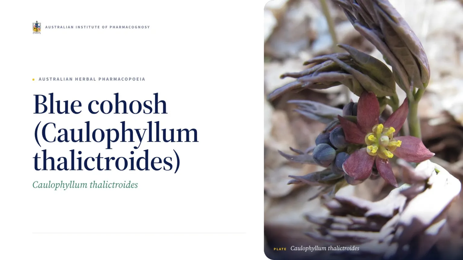 Blue cohosh (Caulophyllum thalictroides) - Australian Institute of Pharmacognosy