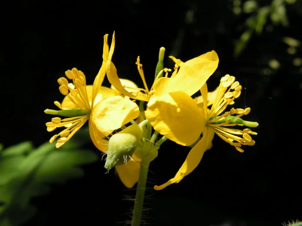Yellow four-petalled flowers of greater celandine