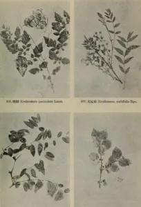 A line illustration of Ziziphus branches and fruit from a 1955 Chinese flora of north-eastern woody plants