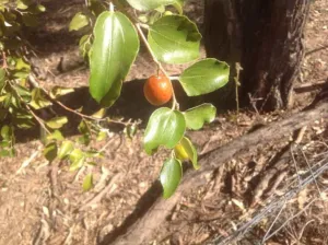 Ripe yellow-orange chinee apple fruits on a branch with glossy leaves