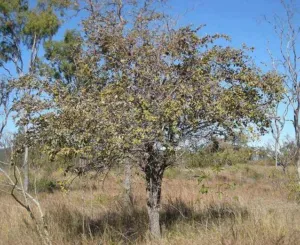 Chapter 4, what Australia actually has: a chinee apple tree in open country