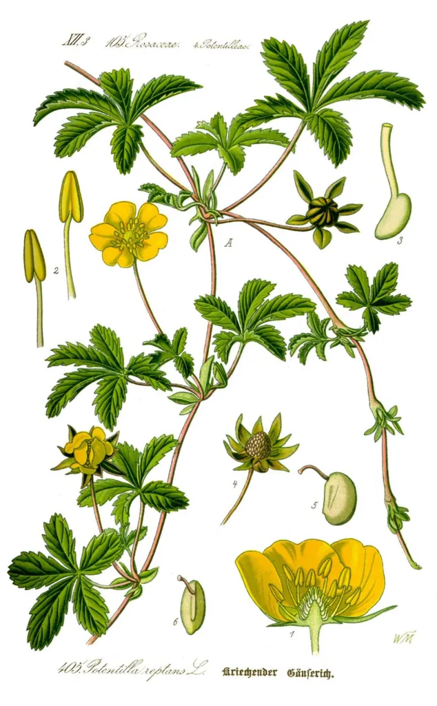 Botanical plate of creeping cinquefoil with yellow flowers
