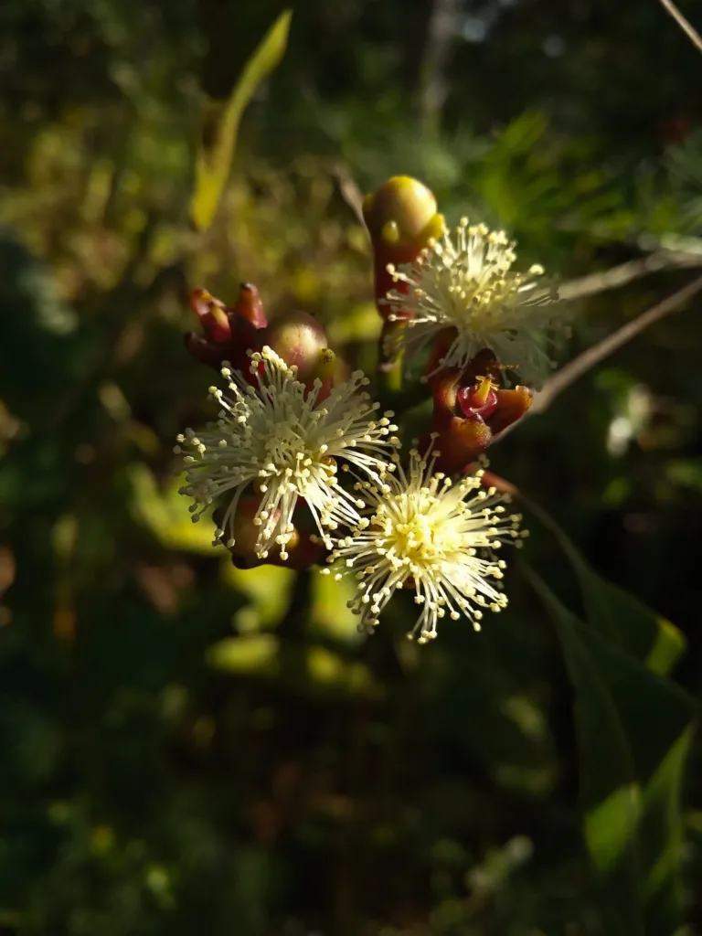 Clove tree flowers and buds on the branch