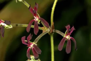 Low clump of Pelargonium sidoides in flower with dark maroon petals