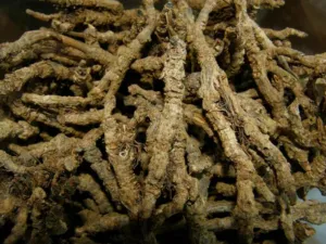 Chapter 5: Coptis in a medicinal plant garden