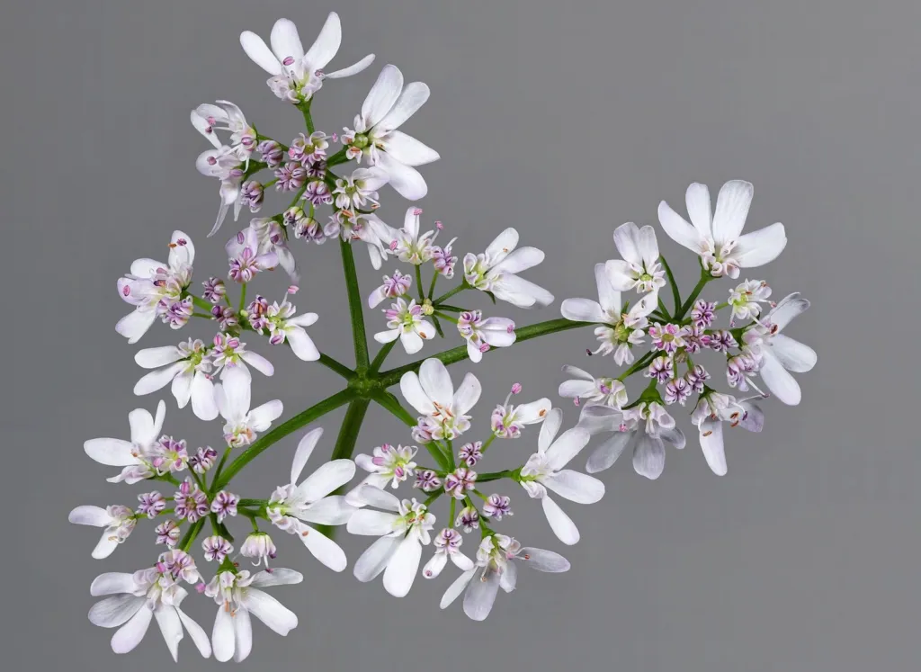 Pale pink coriander flower umbels