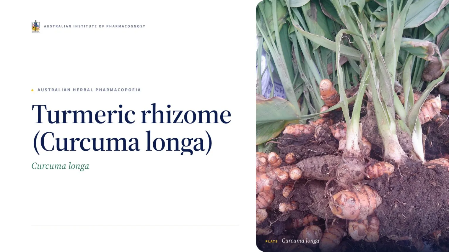 Turmeric rhizome (Curcuma longa) - Australian Institute of Pharmacognosy