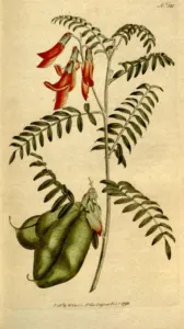 Chapter 2: Lessertia frutescens, the 1793 Curtis plate