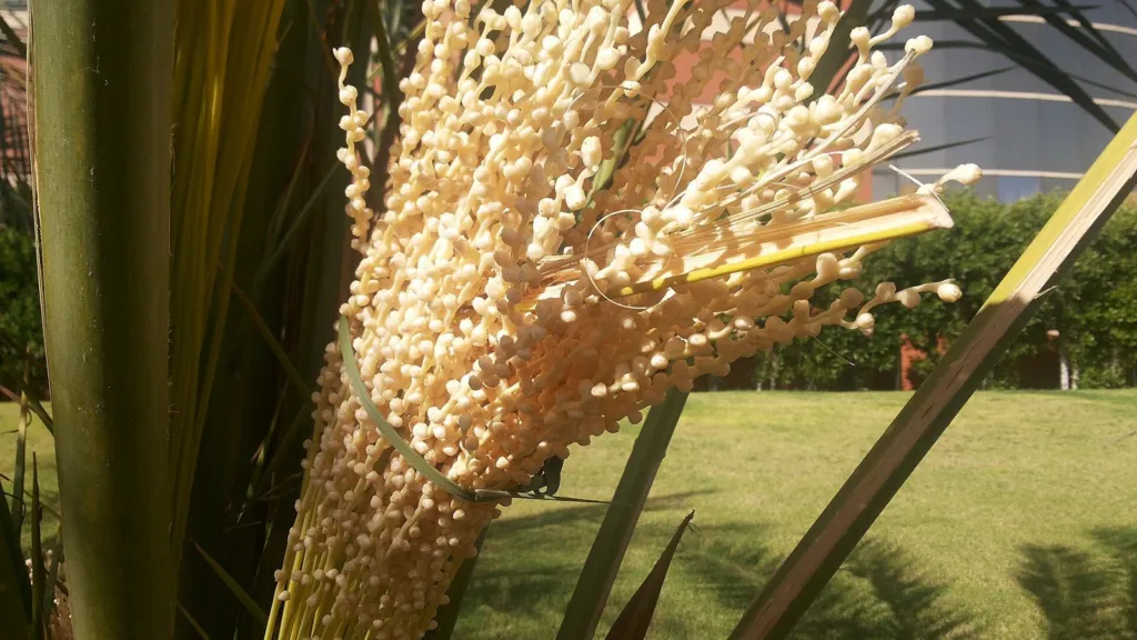 Pollinated flower cluster of a female date palm