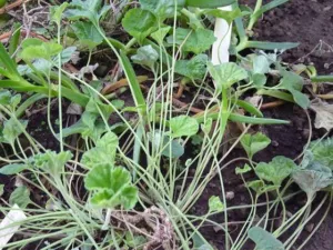 Cultivated Pelargonium sidoides plants growing in a glasshouse bed