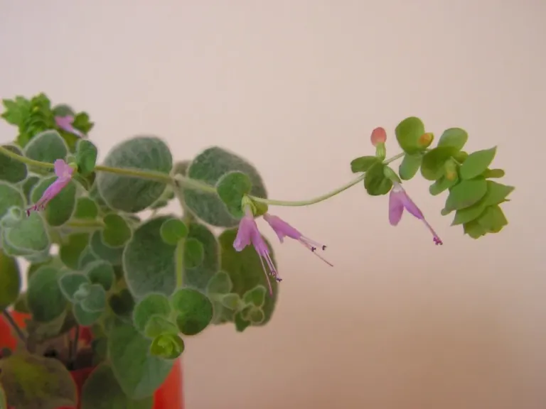 Round, woolly grey-green leaves and small pink flowers of dittany of Crete