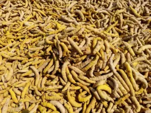 Pile of dried golden Curcuma longa rhizome fingers