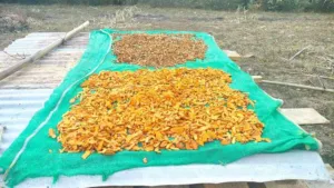 Curcuma longa rhizomes spread to dry on green netting in the sun