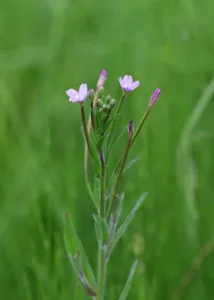 Epilobium parviflorum small-flowered willowherb in flower