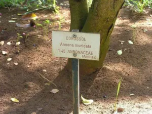 Soursop fruit on a tree beside a botanical garden label reading corossol