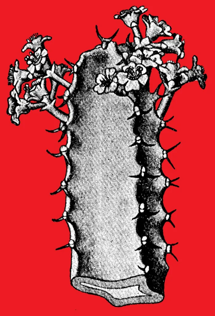 Old engraving of a spiny succulent euphorbia stem