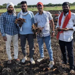 Four farmers standing in a field holding freshly dug Curcuma longa plants