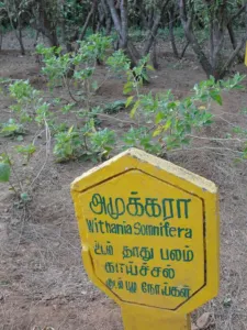 Cultivated Withania somnifera plants with a Tamil and English identification sign