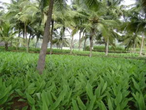 Rows of green Curcuma longa plants growing in a field under coconut palms