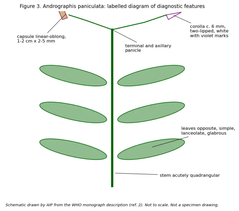 diagram Figure 3. Labelled diagram of diagnostic features (F2): quadrangular stem, opposite lanceolate leaves, terminal and axil