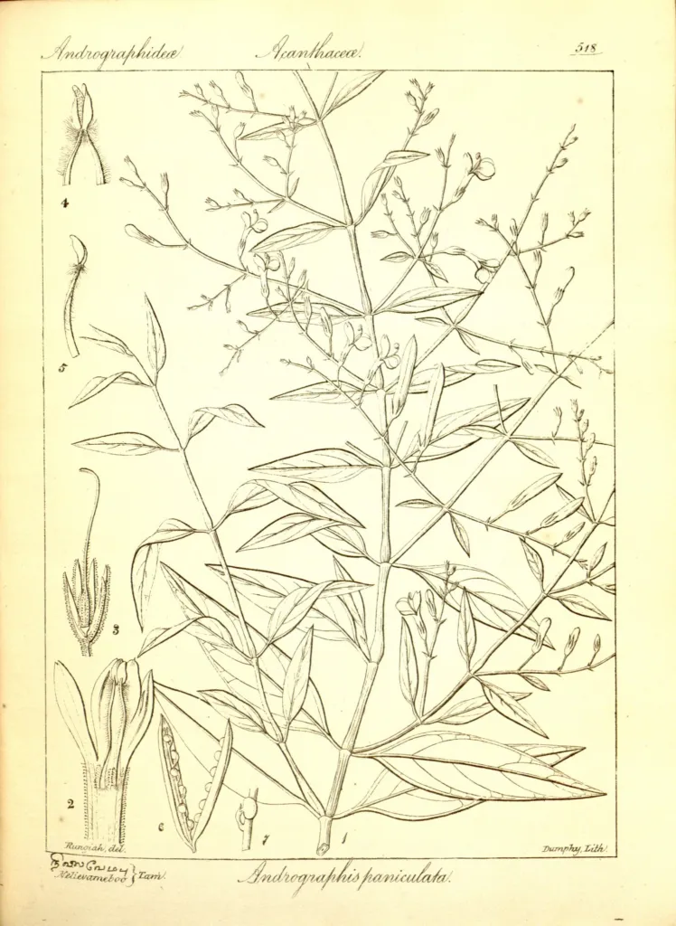 plate Figure 3b. Andrographis paniculata, plate 518 of Robert Wight, Icones Plantarum Indiae Orientalis, vol. 2, drawn by Rung