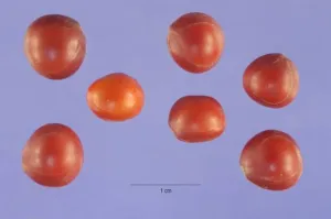 Six uniformly scarlet lens-shaped seeds of Adenanthera pavonina on a plain background