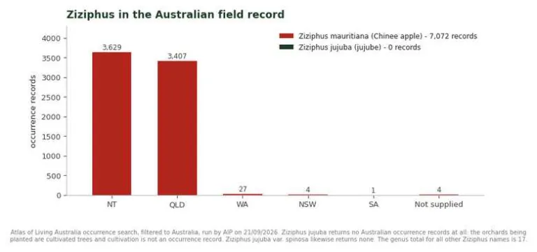 Bar chart of Australian occurrence records for Ziziphus mauritiana by state, with Ziziphus jujuba at zero