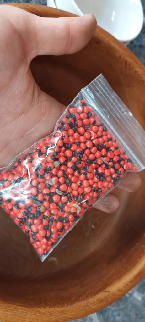 A sealed bag of collected rosary pea seed held above a wooden bowl