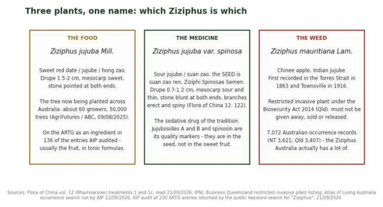 Three-panel diagram: Ziziphus jujuba food crop, Ziziphus jujuba var. spinosa medicinal seed, Ziziphus mauritiana weed